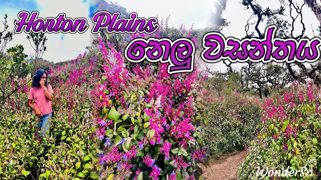 Horton Plains නෙලු වසන්තය 🌸🍃🇱🇰 