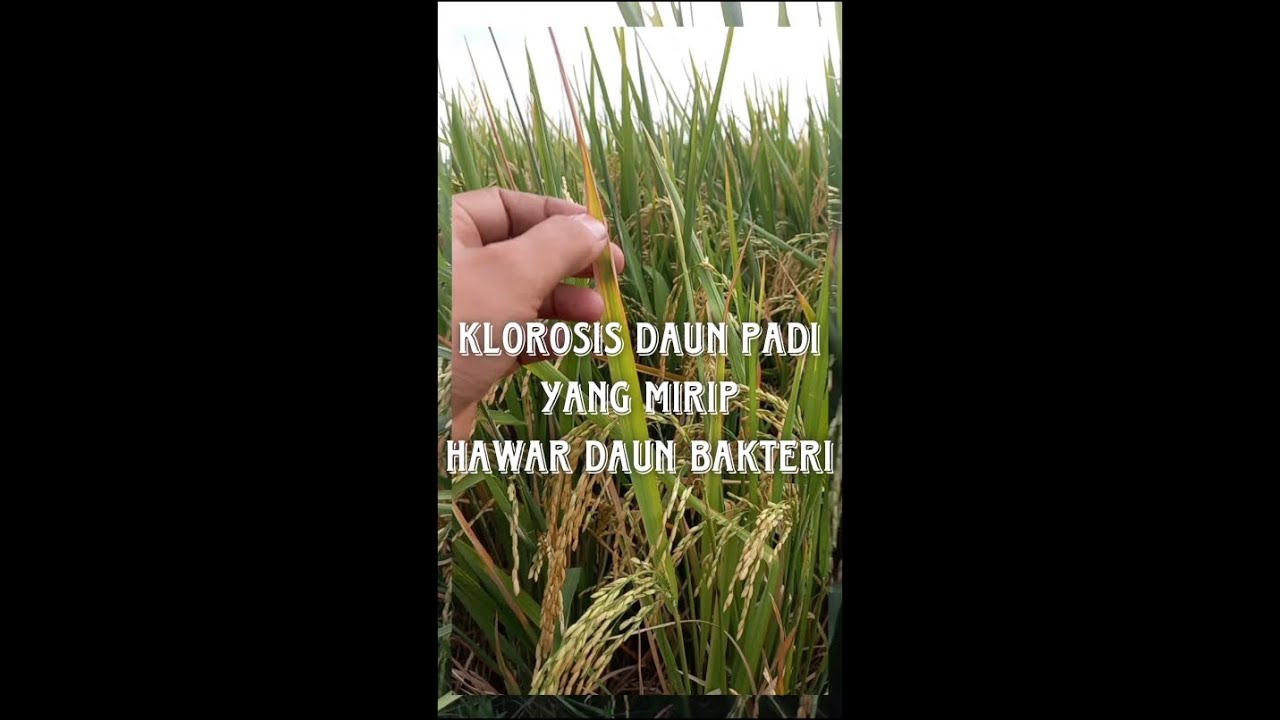 Klorosis Daun Padi Yang Mirip Hawar Daun Bakteri