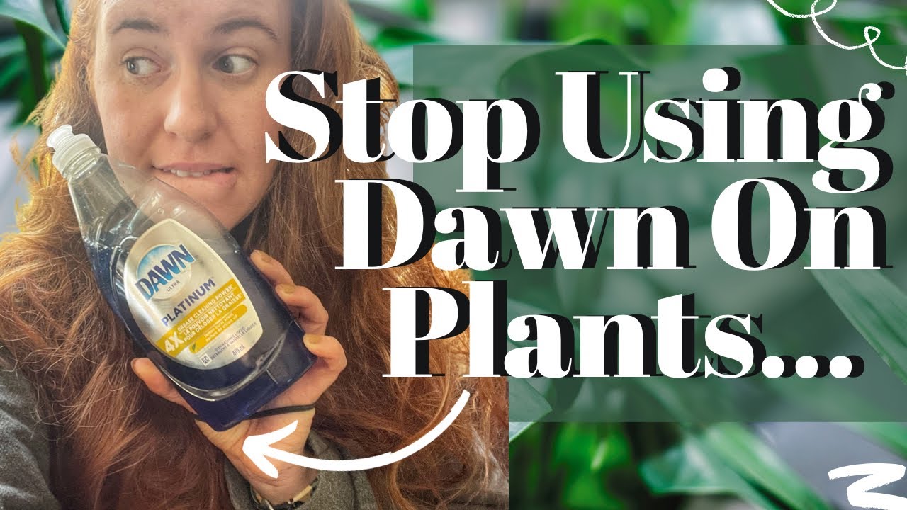STOP Using Dawn Dish Soap On Your Plants. New Study Shows The Dangers Using Dish Soap To Treat Pests