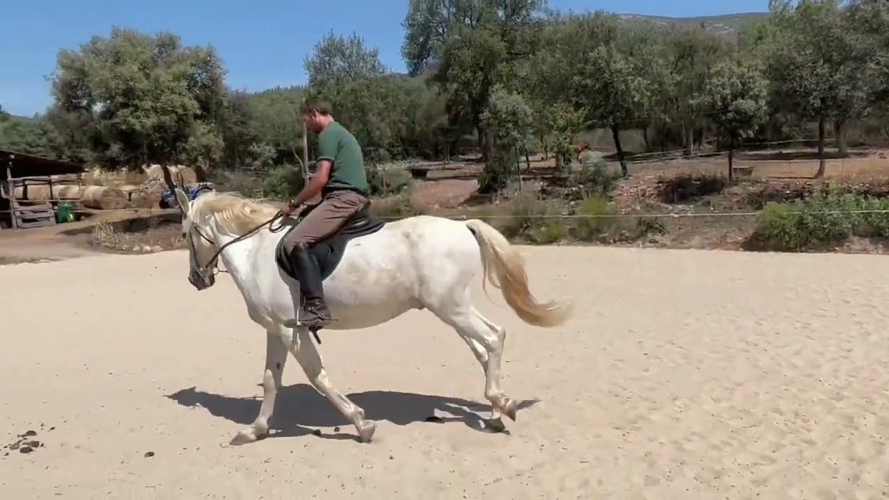 Como desinvertir un caballo con nuestra pierna interior, sin recoger el cuello.