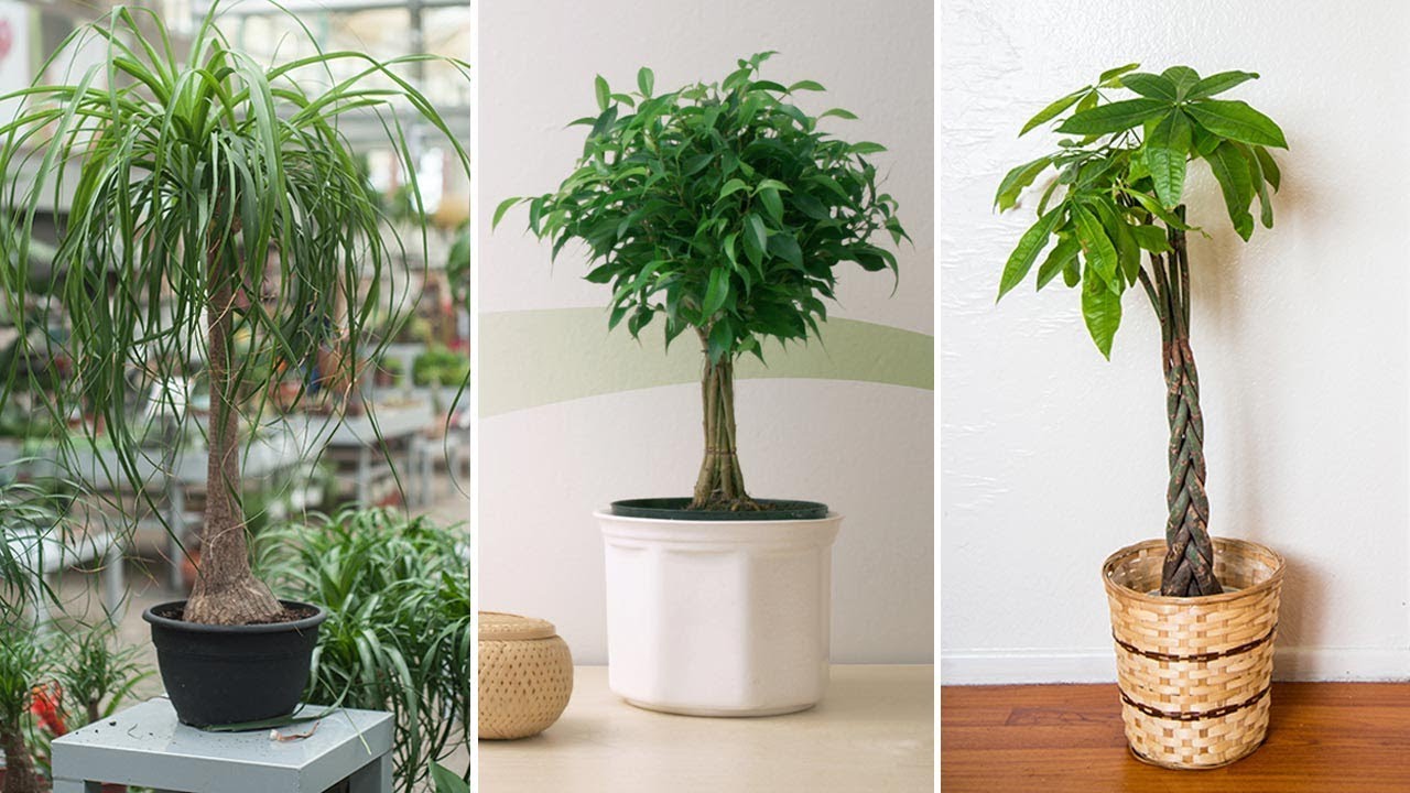 Plantas de interior con tallo decorativo - Decogarden - Jardinatis