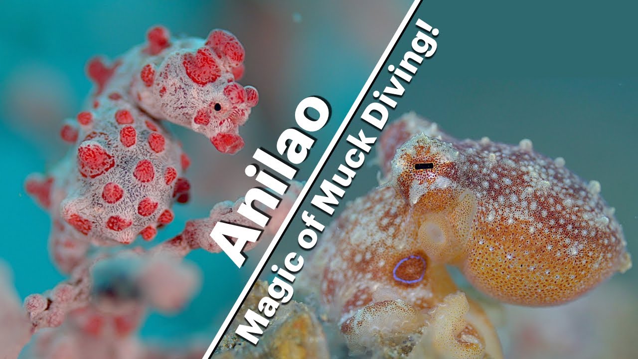Hidden Wonders of Anilao: Discover the Magic of Muck Diving!