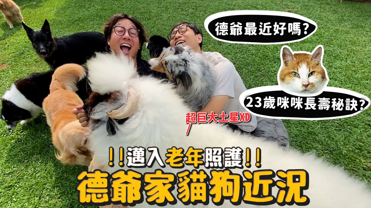 【德爺】德爺家狗貓近況!邁入老年照護!德爺最近好嗎?23歲咪咪長壽秘訣?【許伯簡芝】