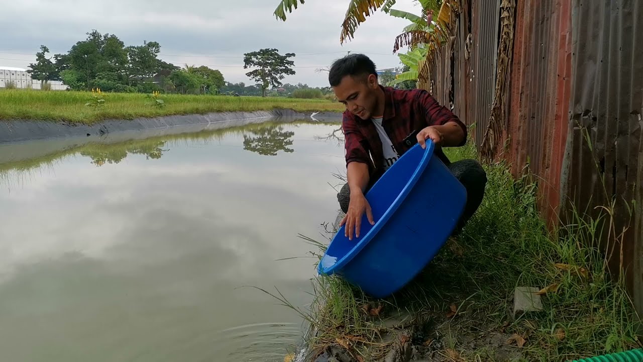 Menebar Burayak Koi ke kolam tanah