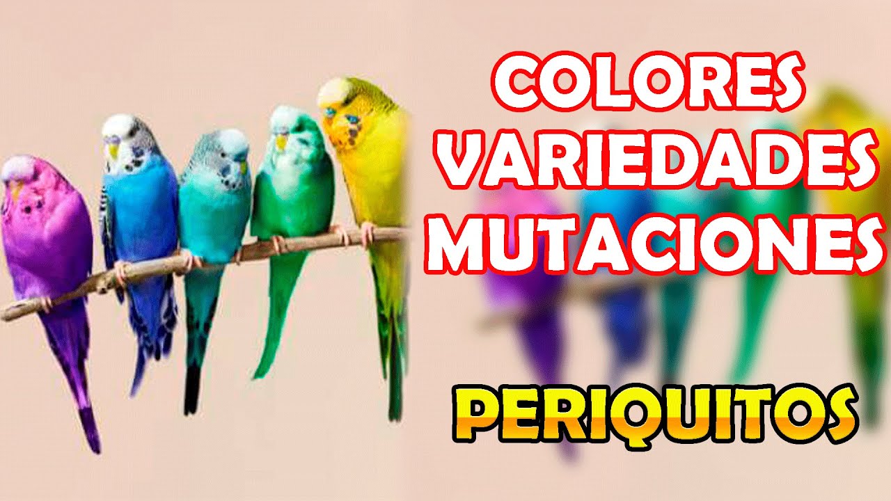 TODAS LAS VARIEDADES , COLORES Y MUTACIONES DE LOS PERIQUITOS AUSTRALIANOS.😆😆