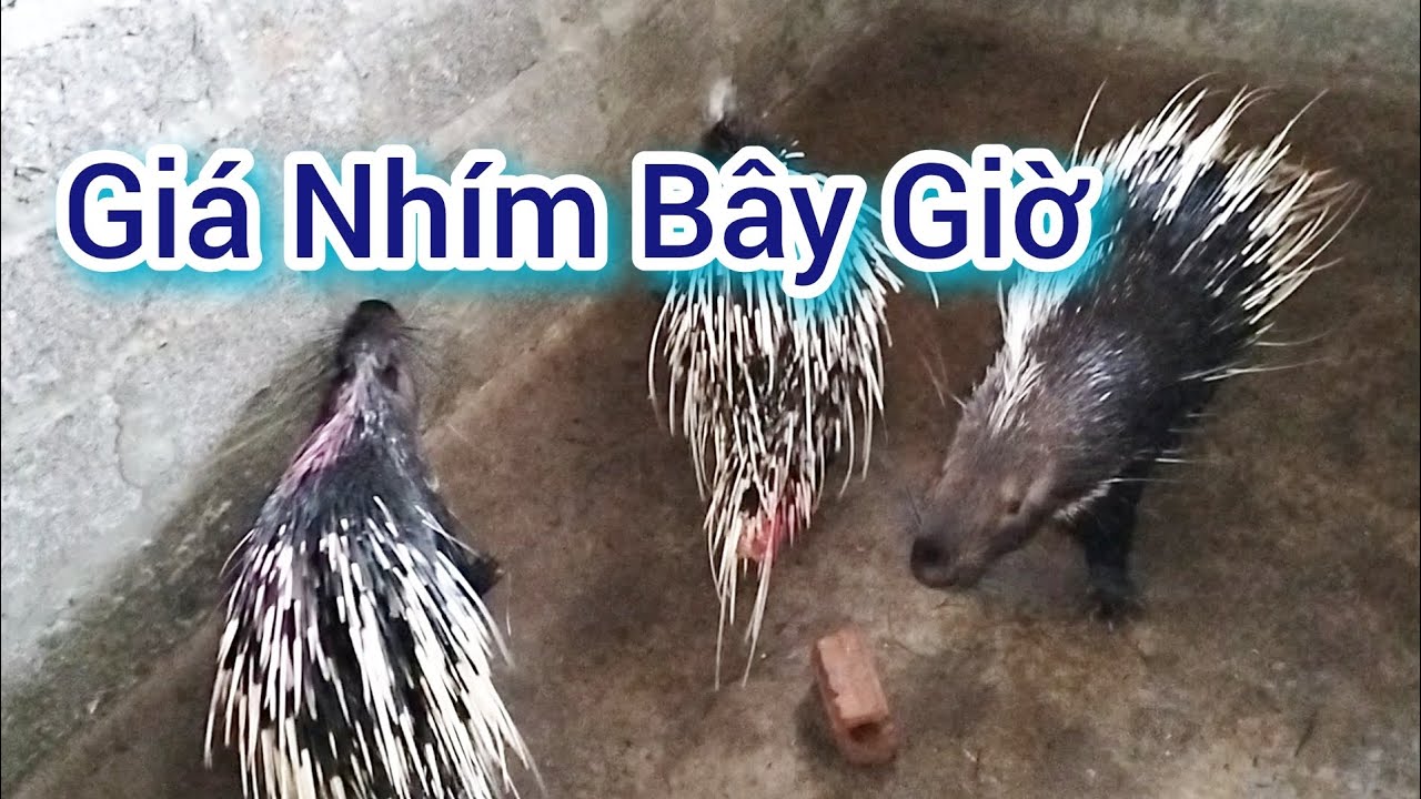 Giá Nhím Hiện Tại Bao Nhiêu #nuôinhím #nhím 
