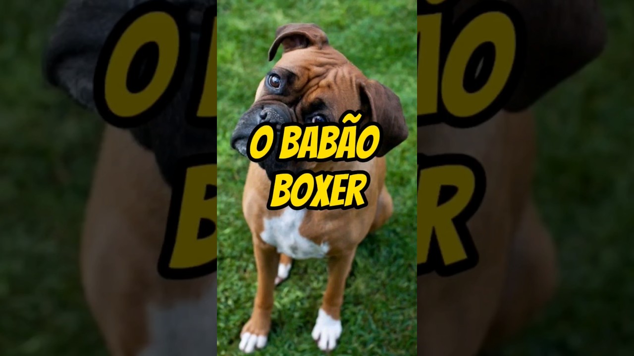 Esse &eacute; o Boxer e suas caracter&iacute;sticas ✨️🥰 #cao #cachorr #caes #boxerdog