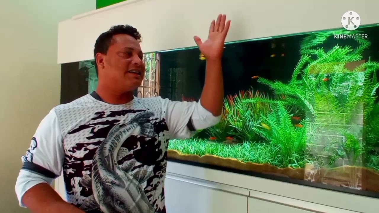 cuidado na hora de colocar enfeites no seu aquário😳😳😳.......