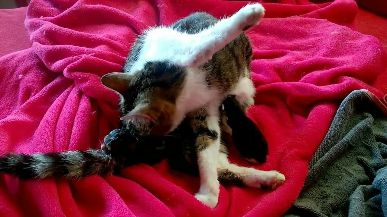 Katzengeburt live