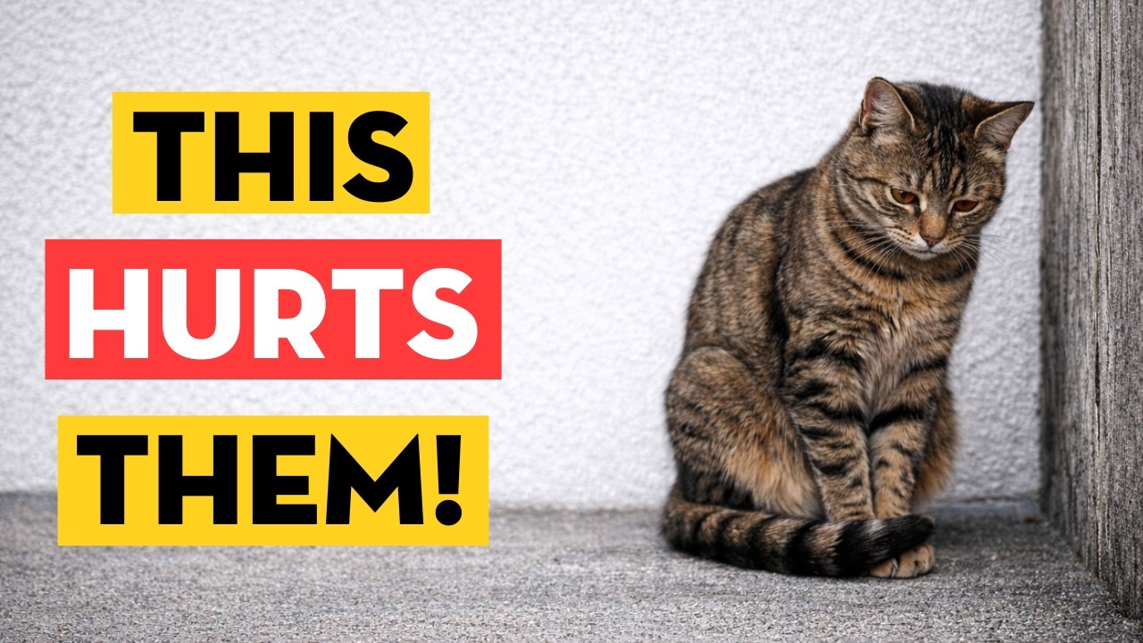 These 9 Everyday Things Hurt Your Cat’s Feelings, Most Owners Don't know About