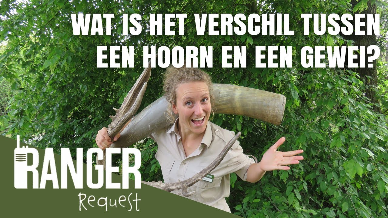 WAT IS HET VERSCHIL TUSSEN EEN HOORN EN EEN GEWEI? | Ranger Request