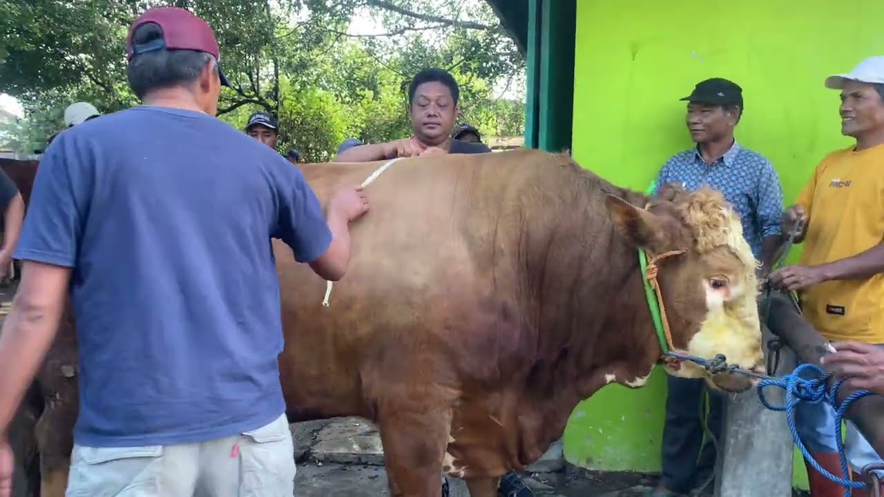 Sapi jumbo berbokong semok langsung buat tontonan di pasar MUNTILAN ‼️‼️