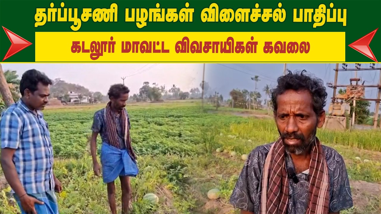 தர்ப்பூசணி பழங்கள் விளைச்சல் பாதிப்பு.. கடலூர் மாவட்ட விவசாயிகள் கவலை