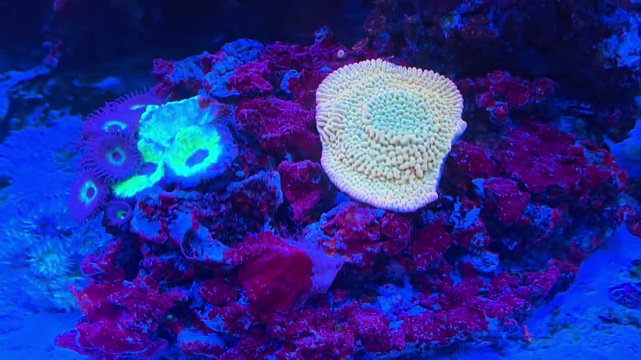 My 600 gallon Coral Reef, 4 years Anniversary in June. #coral #reef #reeftank #aquarium #sps