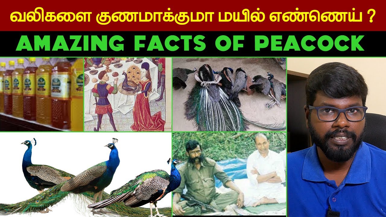வலிகளை குணமாக்குமா மயில் எண்ணெய்?🦚  | Amazing facts of Peacock🔥 | Ondriya uirinangal | BigBangBogan