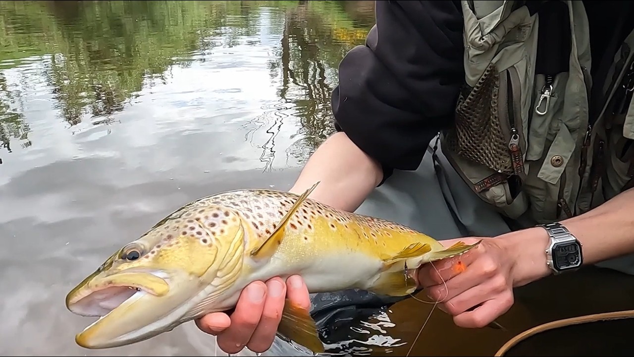 Sight Fishing For A GIANT Trout In A TINY Stream!!: Day 2