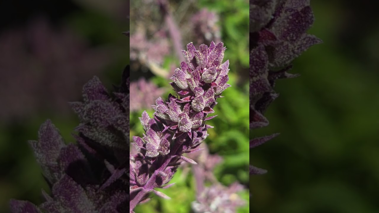 White Sage Flowers - Covered in Trichomes