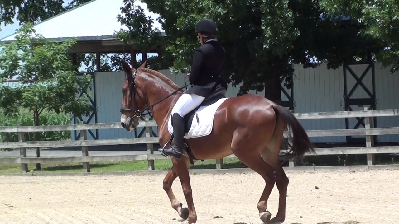 Tom Colins - World Champion Green English Performance Mule