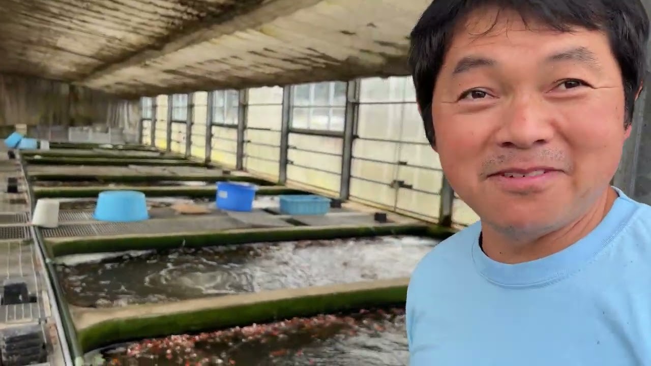 Binnenkijken bij: Yamasan Koi Farm