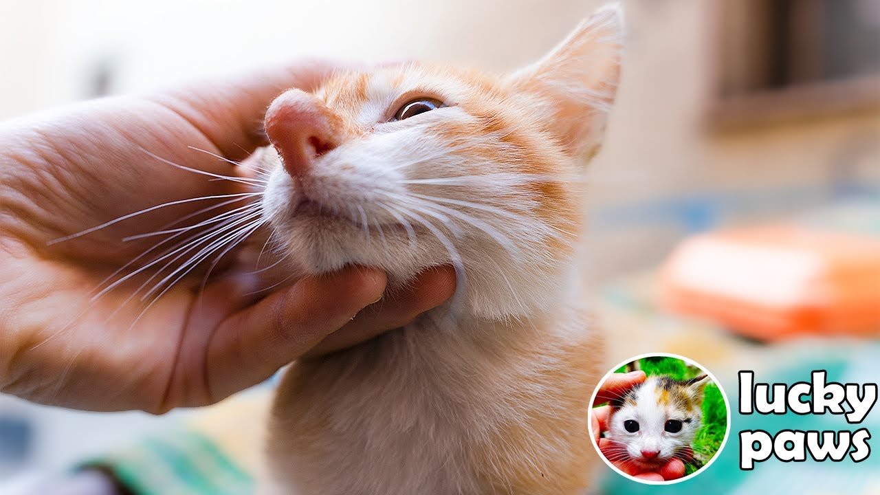 Сказка про котенка. Нос котенка. История спасенного уличного котенка. | Lucky Paws