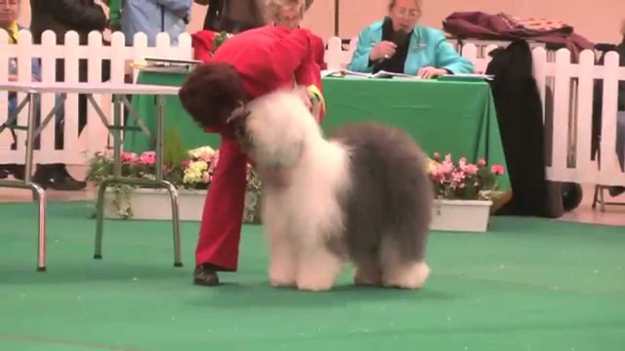 WELKS 2014 Championship Dog Show - Pastoral group