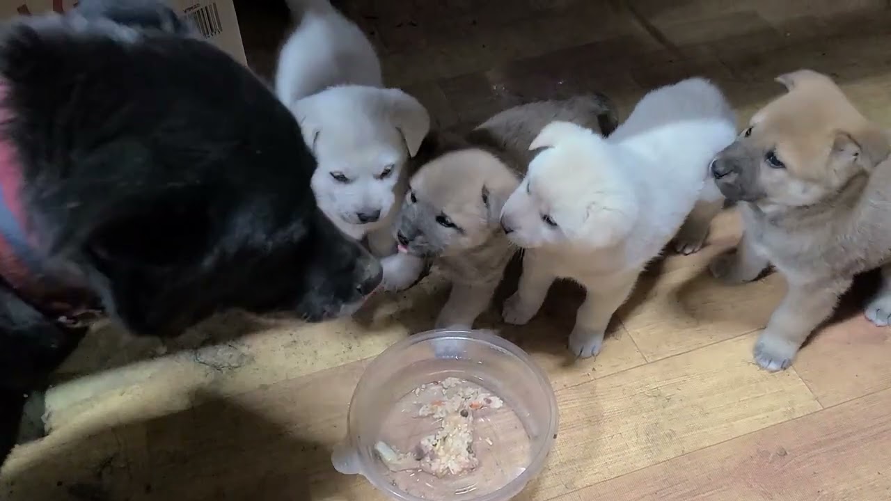 귀여운 아가들이 엄마밥을 맛보고 있어요. 귀여워요