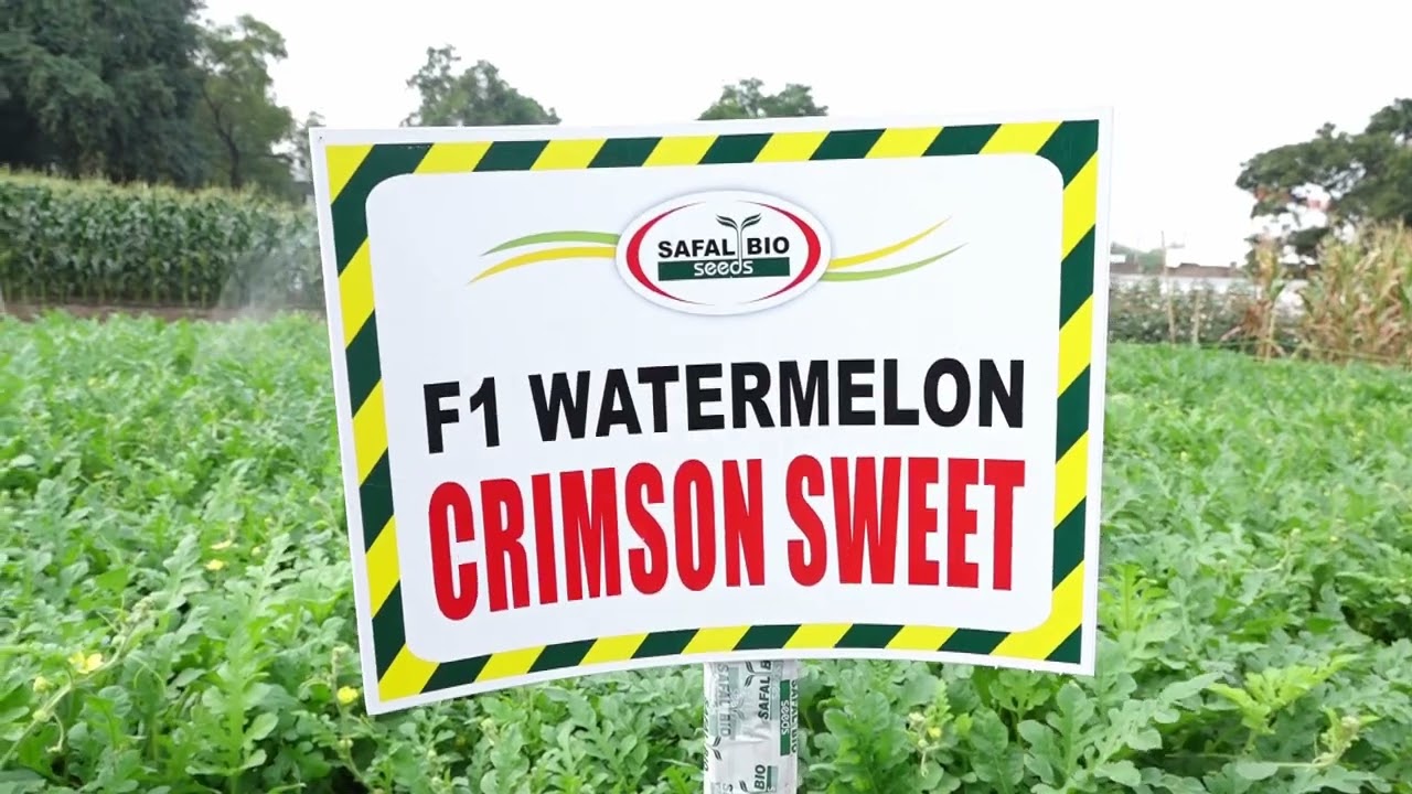 watermelon crimson Sweet