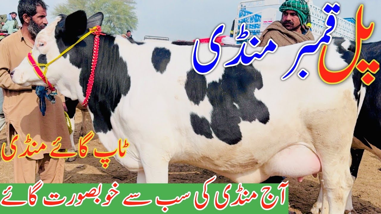 Pul Qambar Mandi Today 🔥 | Top Quality Cow | Aaj Ki Sab Se Khubsurat Gai 🐄 | Jersey Cow New Update 