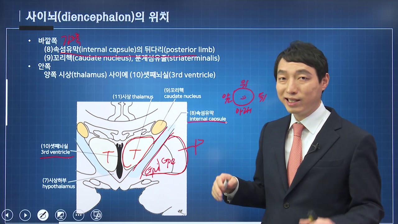 신경과학(신경해부학) 17강 사이뇌 diencephalon  간뇌