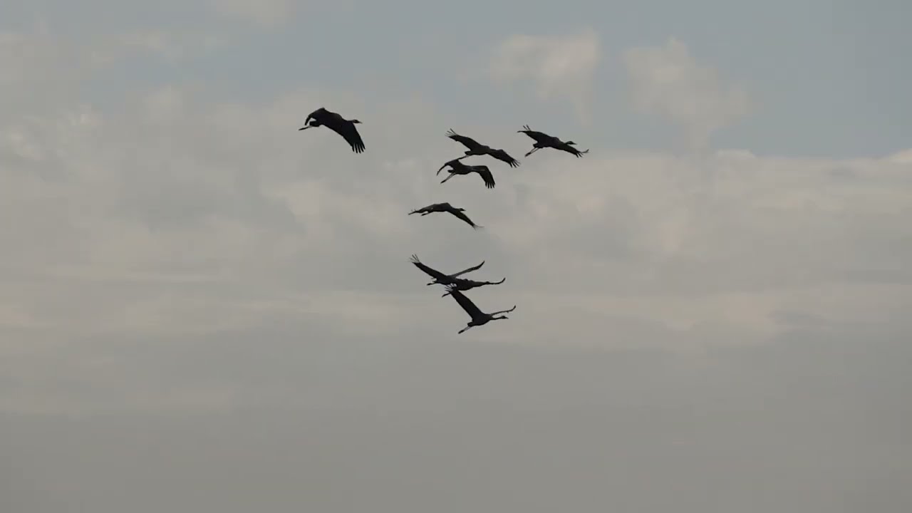 Grullas en Las Tablas de Daimiel, Noviembre 2025.