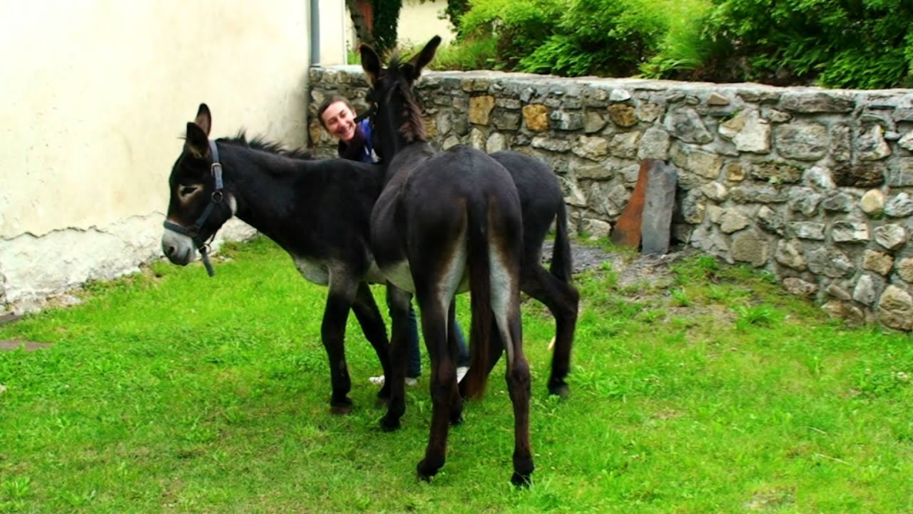 LA COMPAGNIE DES ÂNES - Lescun - Béarn - Vallée d'Aspe - Tv Izard Esprit des Pyrénées
