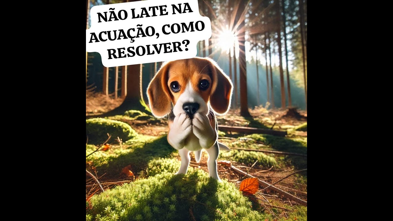 Não late na acuação , o que fazer?
