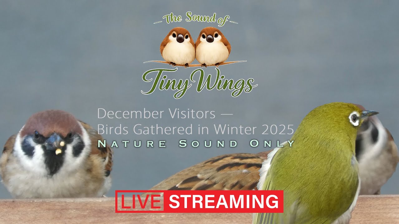小鳥たちの羽音 (Nature Sounds / Focus / Sleep) Archive LIVE