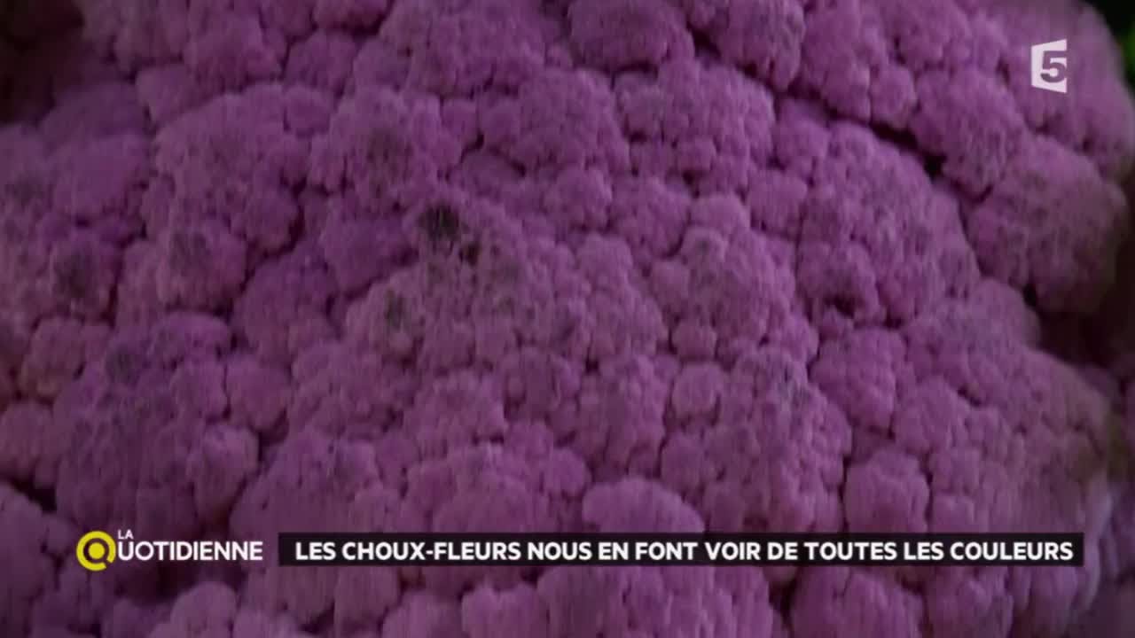 En Bretagne : des choux de toutes les couleurs !