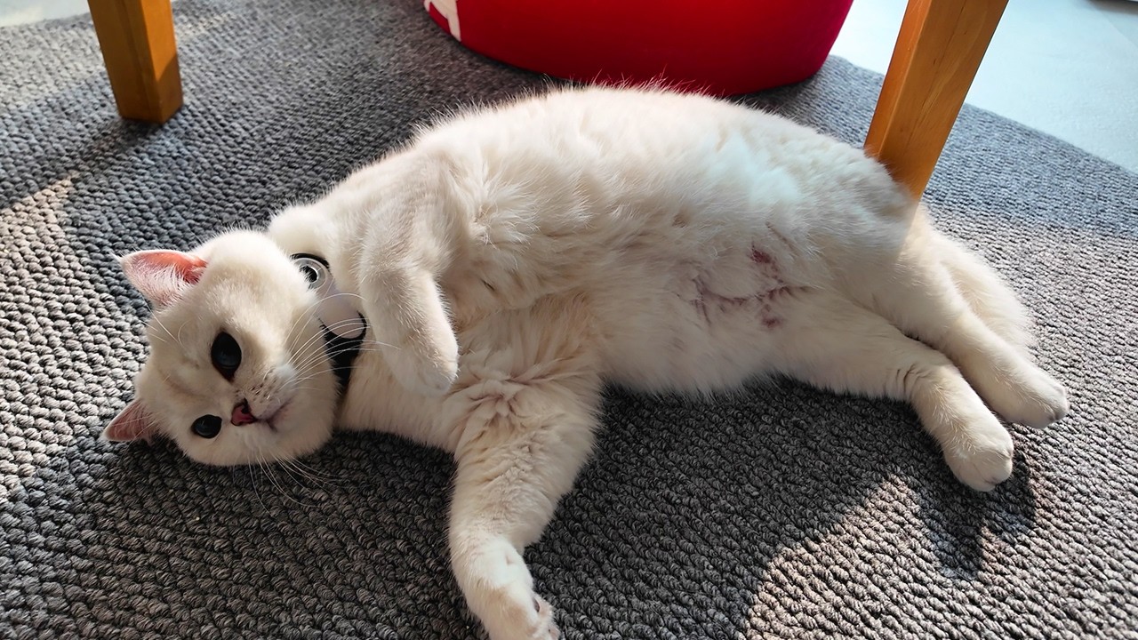 고양이 시점으로 본 하루
