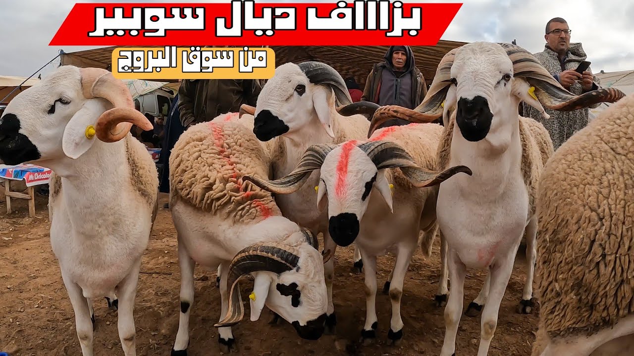 اليوم من سوق حد البروج مع ثمن حولي العيد و الخروف المازوزي بتاريخ 03/مارس/2024