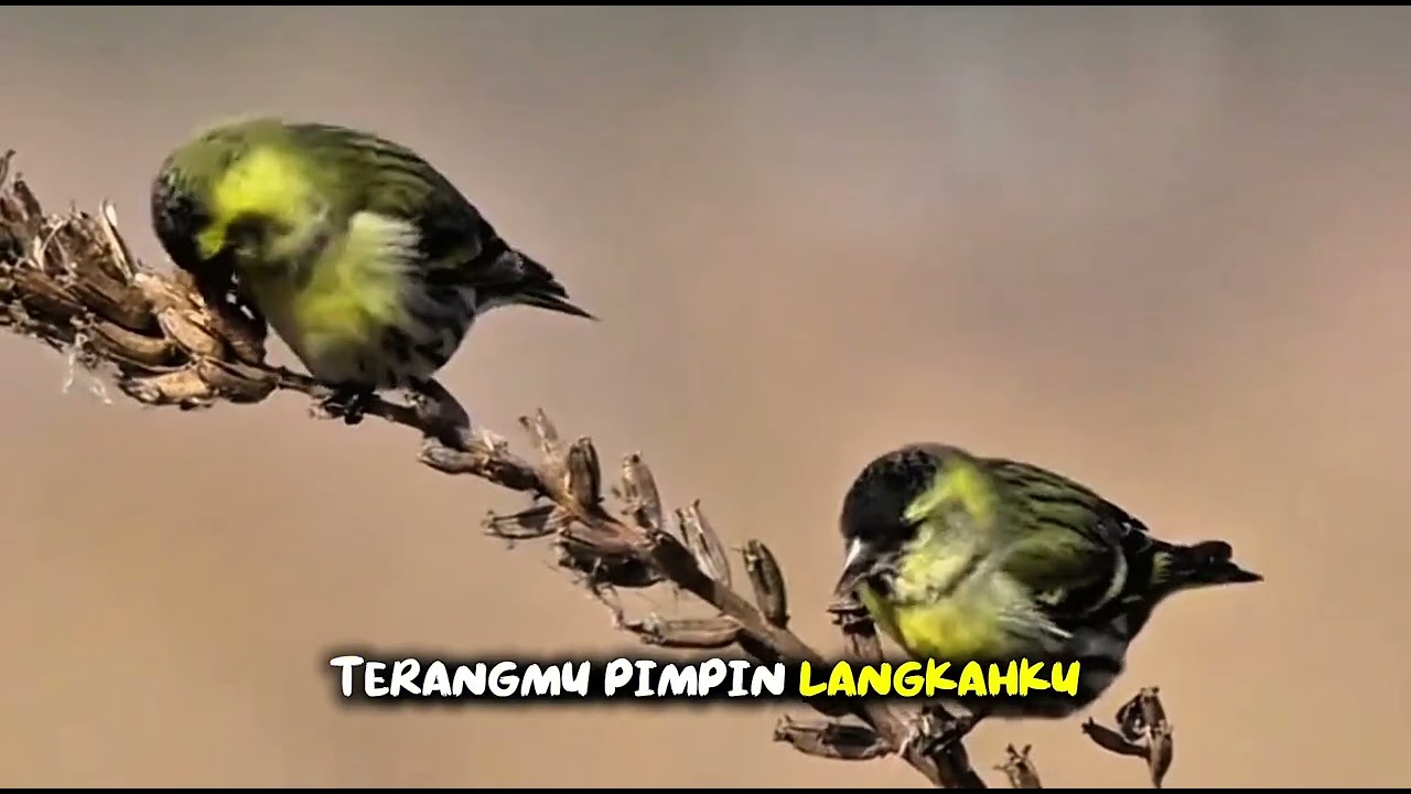 Dibaharui Oleh~Mu | Lagu Rohani Kristen Terbaru 2026