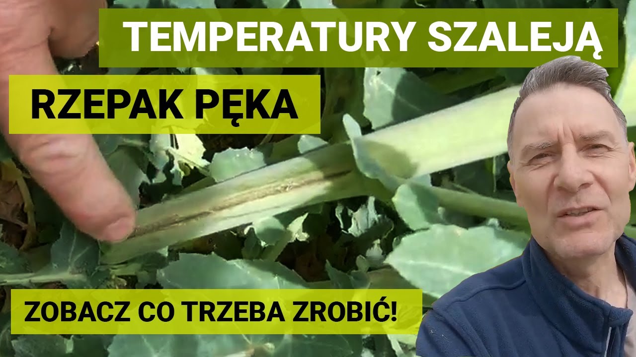 RZEPAK 2022 - ochrona okołokwitnieniowa rzepaku | TRESO | TOPREX | AMISTAR GOLD MAX