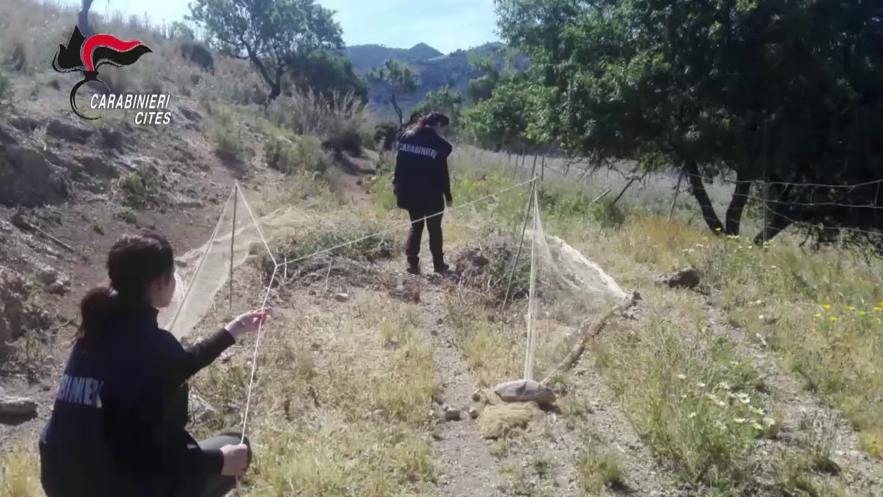 PALERMO, OPERAZIONE ANTIBRACCONAGGIO DEI CARABINIERI FORESTALI