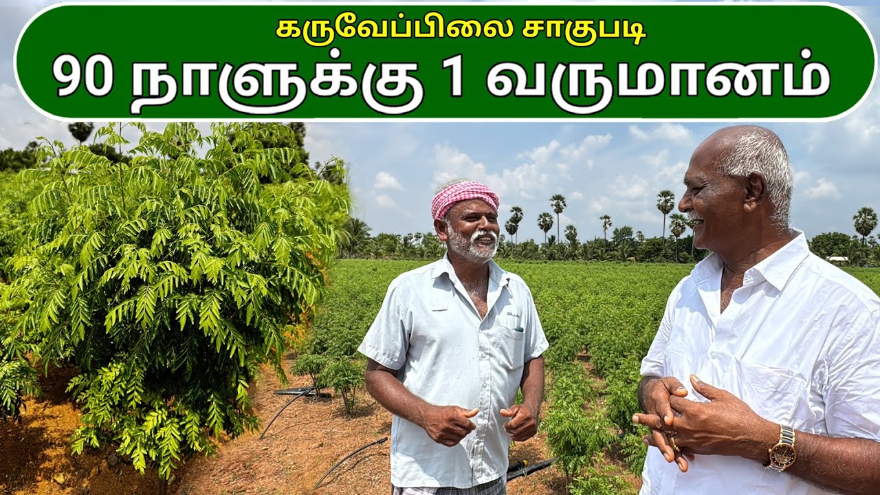 கருவேப்பிலை சாகுபடி - 90 நாளுக்கு 1 வருமானம் | Curry Leaves cultivation - Income per 90 days