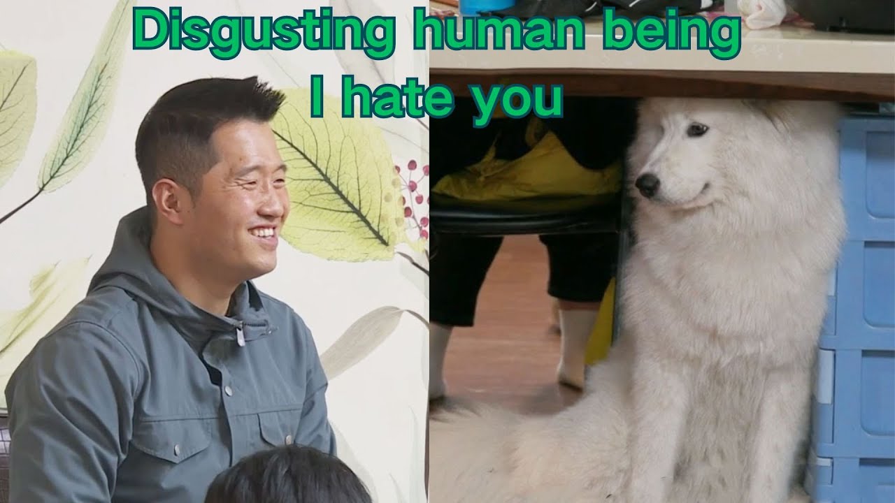 The dog trainer becomes the most annoying person for the puppy, and it always runs away in anger
