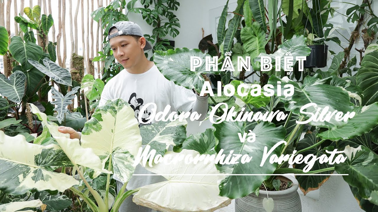 Phân Biệt & Chăm Sóc 'Ráy Var' Alocasia Macrozzhiza Variegata vs 'Gái Nhật' Alocasia Okinawa Silver