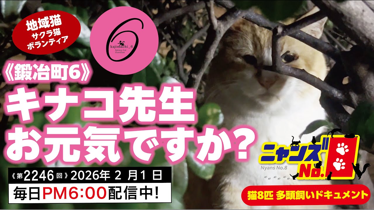 《第2246回》《鍛冶町6》キナコ先生お元気ですか？
