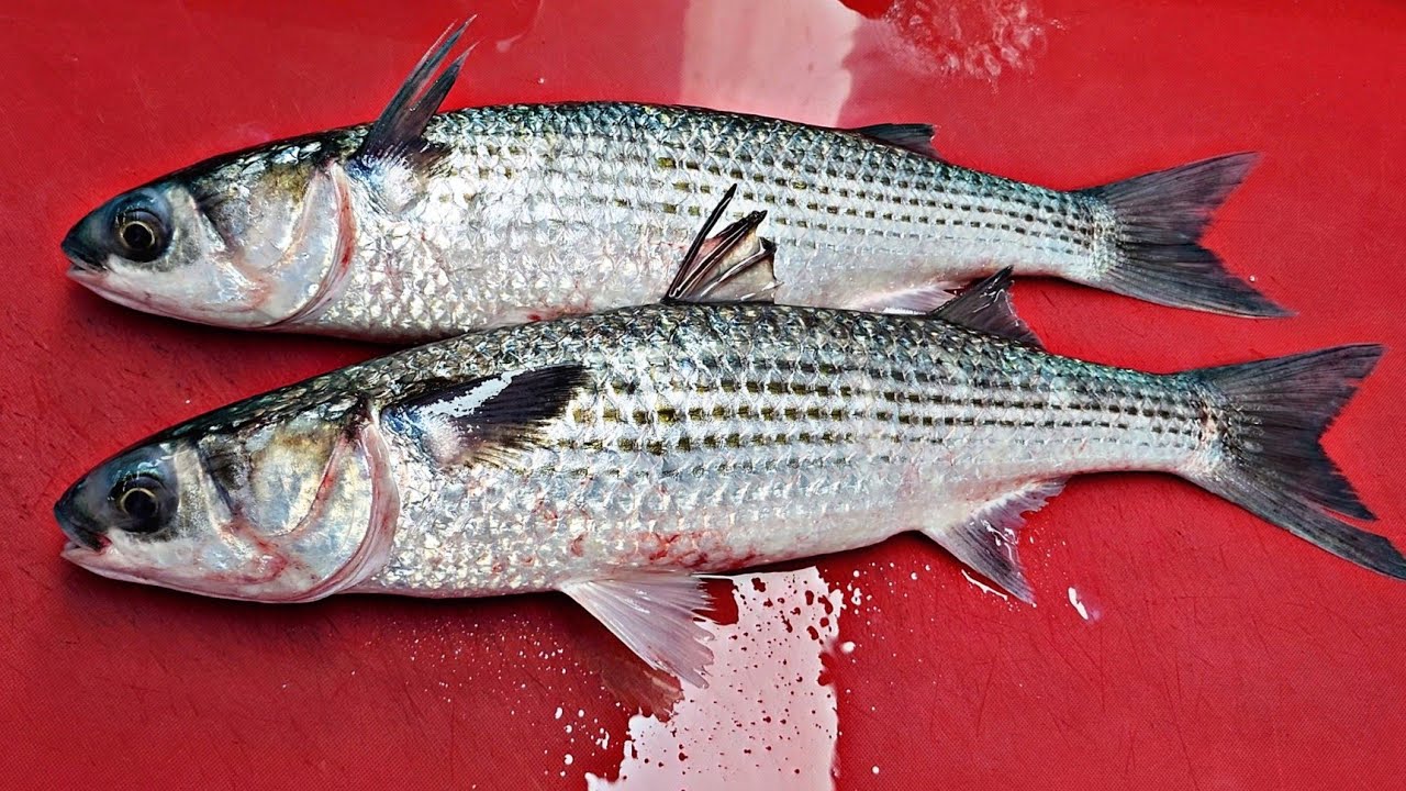 кефаль.  Весной клиентов много.