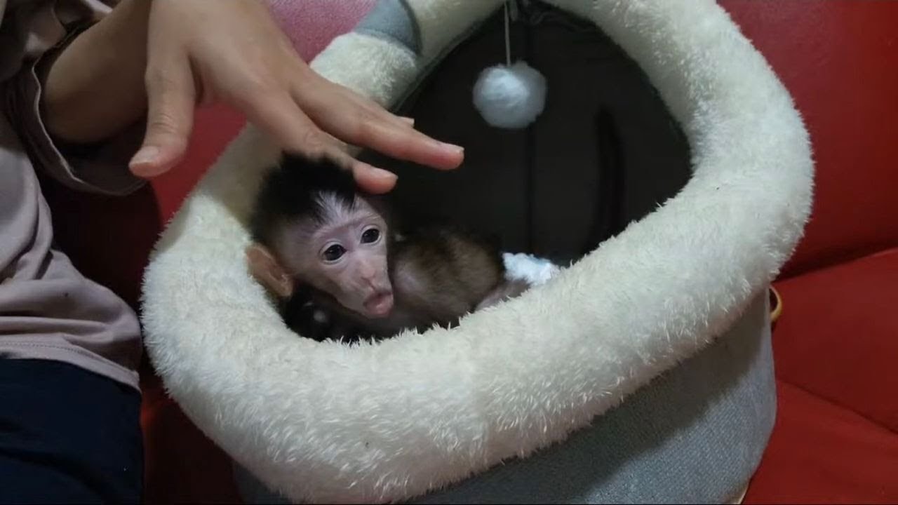 The Cutest NB Monkey Ever Morning with Warm Milk