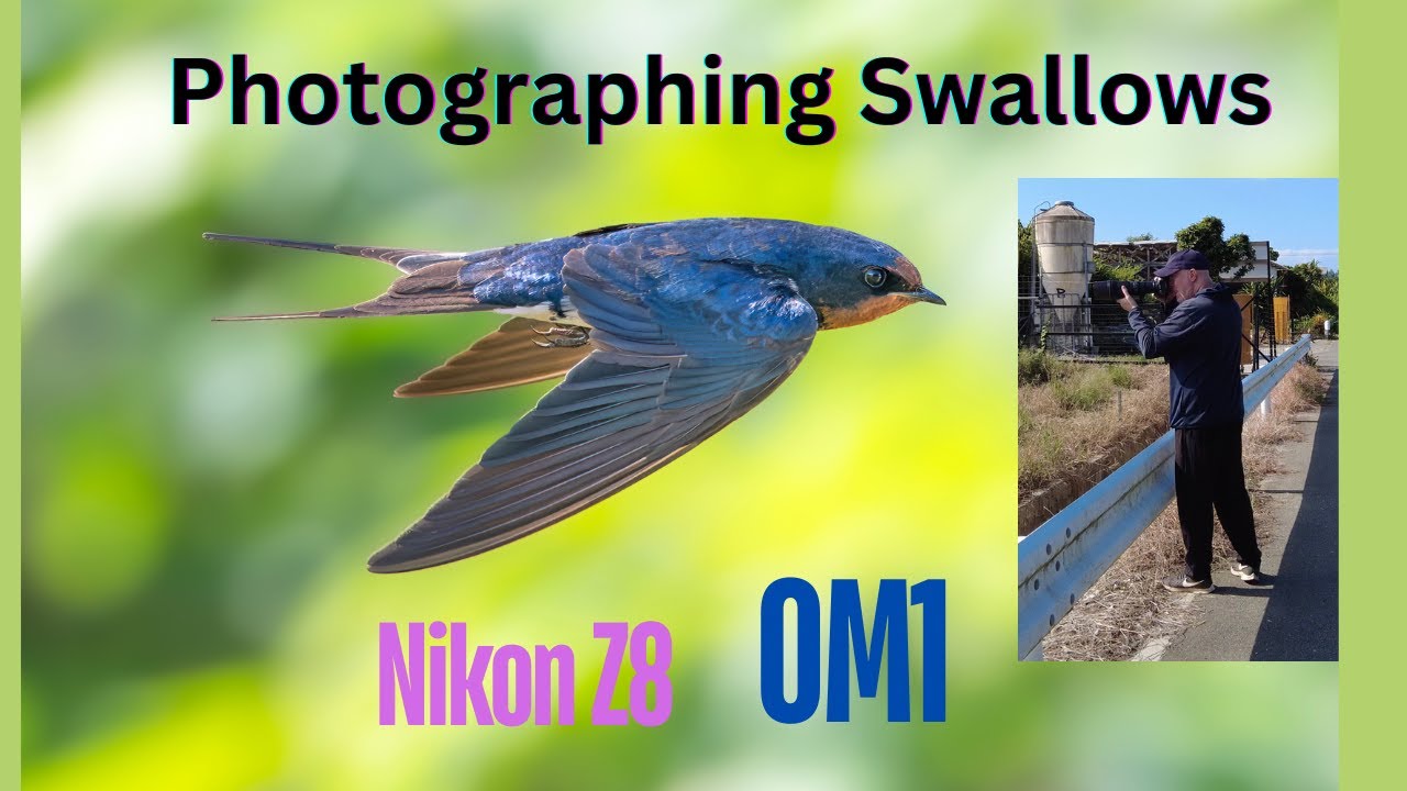 Photographing swallows with the Nikon Z8 and the OM1 | Which camera came out on top?