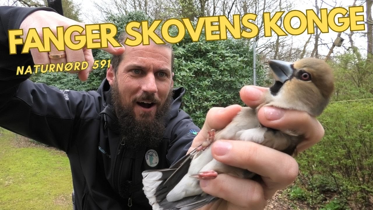FANGER OG RINGMÆRKER SKOVENS FUGLE // NATURNØRD 591