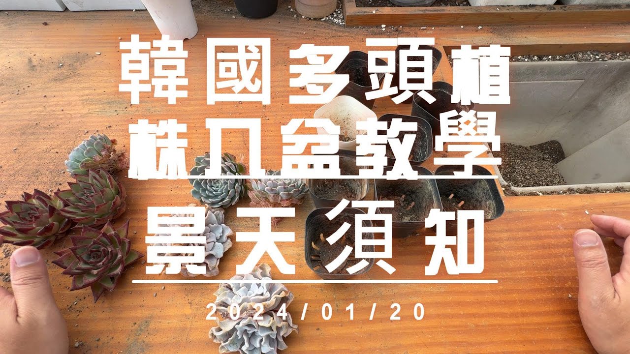 韓國多肉植株多頭分開入盆教學 【 MC多肉園 】MC Succulent plant Vlog