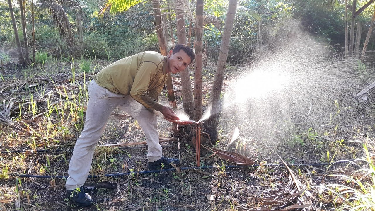 MELHOR IRRIGAÇÃO de baixo CUSTO, pra alta PRODUÇÃO...ECONOMIA DE VERDE. #plantio #açai #viral #roça