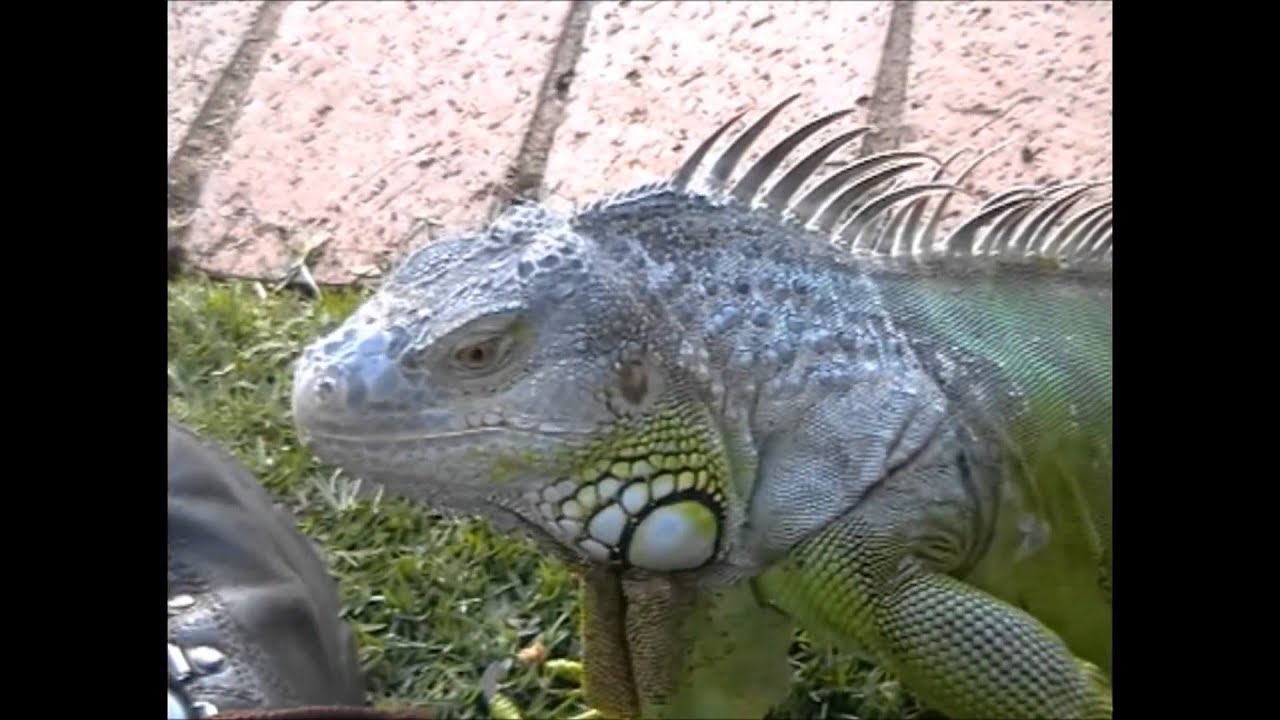 Iguana Body Language